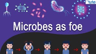 Are Microbes Good Or Bad For Humans [upl. by Pickar342]