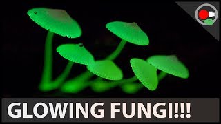 The Science of Glowing Mushrooms [upl. by Antsirhc]