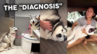 Seizure Case Mother amp Daughter Siberian Husky dog [upl. by Dnamron]