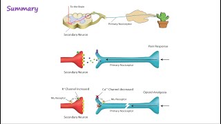 Opioid Mechanism of Action [upl. by Murrell]