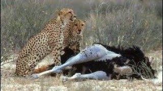 Cheetah hunting and killing Ostrich [upl. by Carn789]