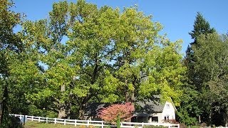 Legacy of the American Chestnut Survival Amidst Blight [upl. by Nilyam]