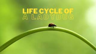 Ladybug  Life Cycle  Learn Facts about Ladybugs [upl. by Cirle264]