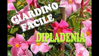 DIPLADENIA Mandevilla [upl. by Snapp]