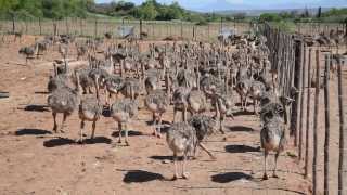 Baby Ostrich Hatching [upl. by Hpesoy]