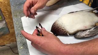 How to package a bird for the freezer going to a Taxidermist by Bird Zone Taxidermy [upl. by Whipple]