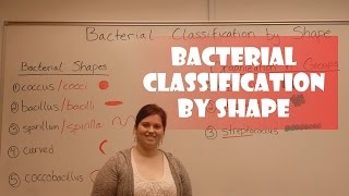 Bacteria Classification by Shape [upl. by Ahsenrat]