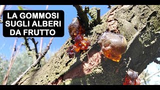 GOMMOSI SUGLI ALBERI DA FRUTTO [upl. by Rolando]