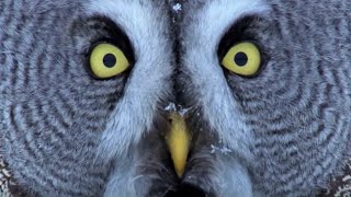 Mesmerising Owl Moments  BBC Earth [upl. by Ettennor]