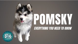 Pomsky Dog Breed Guide  Dogs 101  Pomeranian Husky Mix [upl. by Eniamrahs354]