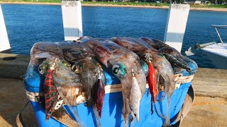 How To Catch Squid Off A Jetty [upl. by Anerys]