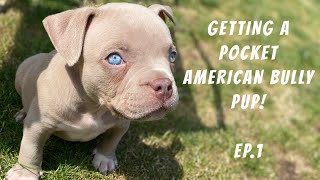 GETTING A POCKET AMERICAN BULLY PUP  EP1 UBL [upl. by Ashti524]