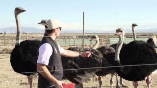 American Ostrich Farms Kickstarter Campaign Full video [upl. by Skiest]