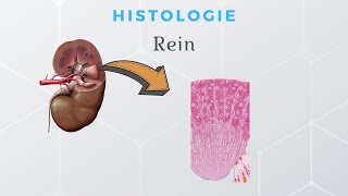 Histologie du Rein [upl. by Mobley846]