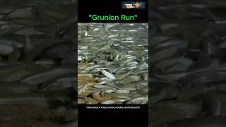 Grunion Run animals funfacts wildlife [upl. by Rehm330]