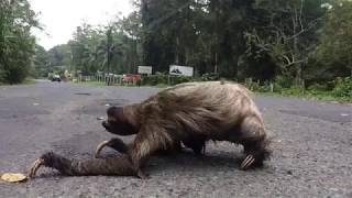 sloth crossing a road  super creepy [upl. by Sansen]