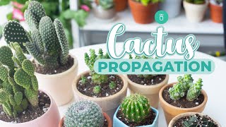 HOW TO PROPAGATE CACTUS EASY amp FAST [upl. by Frankie]