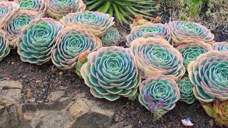 10 Outdoor Succulent Garden designs ideas [upl. by Denie]