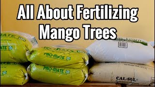 All About Fertilizing Mango Trees [upl. by Nylecaj965]