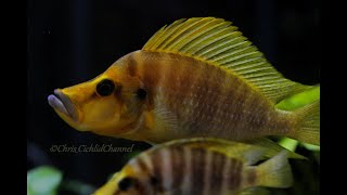 Altolamprologus calvus amp compressiceps  How to tell them apart  Lake Tanganyika Cichlids [upl. by Hamrah]