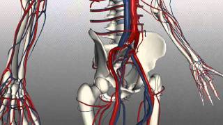 Veins of the body  PART 2  Anatomy Tutorial [upl. by Cullan]