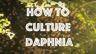 How To Culture Daphnia Magna [upl. by Macpherson]