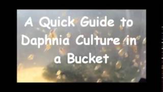 How to culture daphnia outside [upl. by Ayotnom416]