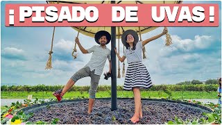 VISITAMOS LA REDONDA EN QUERÉTARO 4K  Pisado de UVAS🍇  CONOCE cómo hacer VINO🍷 Vendimia  DyA [upl. by Sabsay]