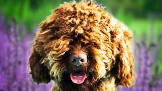 Barbet Dogs 101  Top Pros and Cons of Owning the Barbet [upl. by Signe]