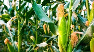 How to Grow Corn  Complete Growing Guide [upl. by Sydalg]