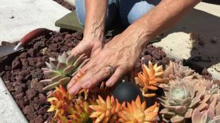 Succulent Planting Tips [upl. by Eiliah]