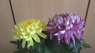 Grandiol Chrysanthemum indicum Flowers [upl. by Aleunam]