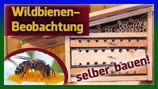 Beobachtungskasten Wildbienen Nisthilfe selber bauen Insektenhotel [upl. by Eleinad]