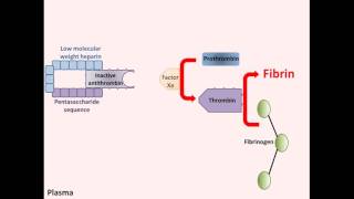 Heparin  Mechanism of Action [upl. by Odnesor881]