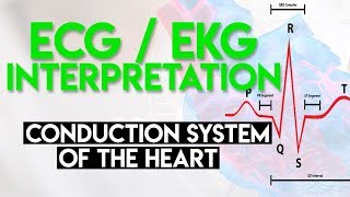 Electrical Conduction System of the Heart  ECG EKG Interpretation Part 1 [upl. by Diba]