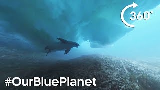 360° Diving Under Icebergs With A Seal In Antarctica OurBluePlanet – BBC Earth [upl. by Letti]