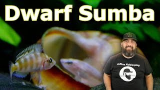 Altolamprologus Compressiceps Dwarf Sumba Unboxing [upl. by Liederman]