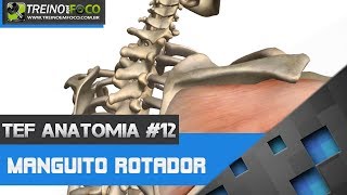 Treino em FOCO Anatomia 12  Manguito Rotador [upl. by Candy]