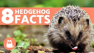 8 FACTS About Hedgehogs You Should Know [upl. by Columbus]