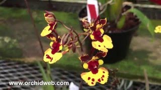 OrchidWeb  Tolumnia hybrids [upl. by Nevin]