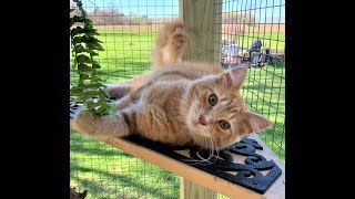 Building a Catio and Catio design ideas [upl. by Annairb]