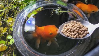 feeding my goldfish  INDOOR MINI POND [upl. by Nishom98]