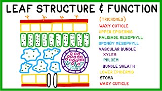 Leaf Structure and Function [upl. by Caria]