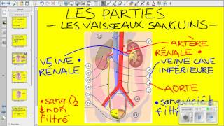 Vidéo système urinaire [upl. by Alissa]