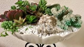 10 major mistakes to avoid when growing succulents [upl. by Casilda]