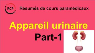 Appareil urinaire Anatomie  Part 1 [upl. by Alleul808]