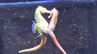 Seahorses Mating Transferring Eggs [upl. by Netsrejk160]