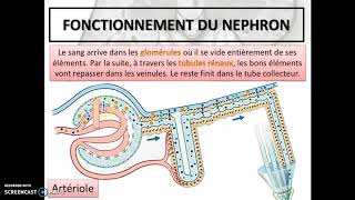 Cours 28  Le système urinaire [upl. by Ydor]