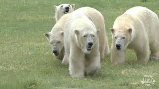 Polar Bear mum and cubs arrive at Yorkshire Wildlife Park [upl. by Karina]