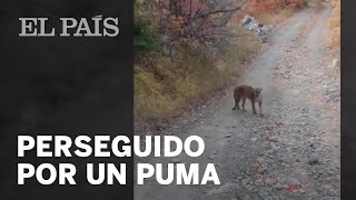 Senderista es sorprendido por un PUMA [upl. by Faludi475]